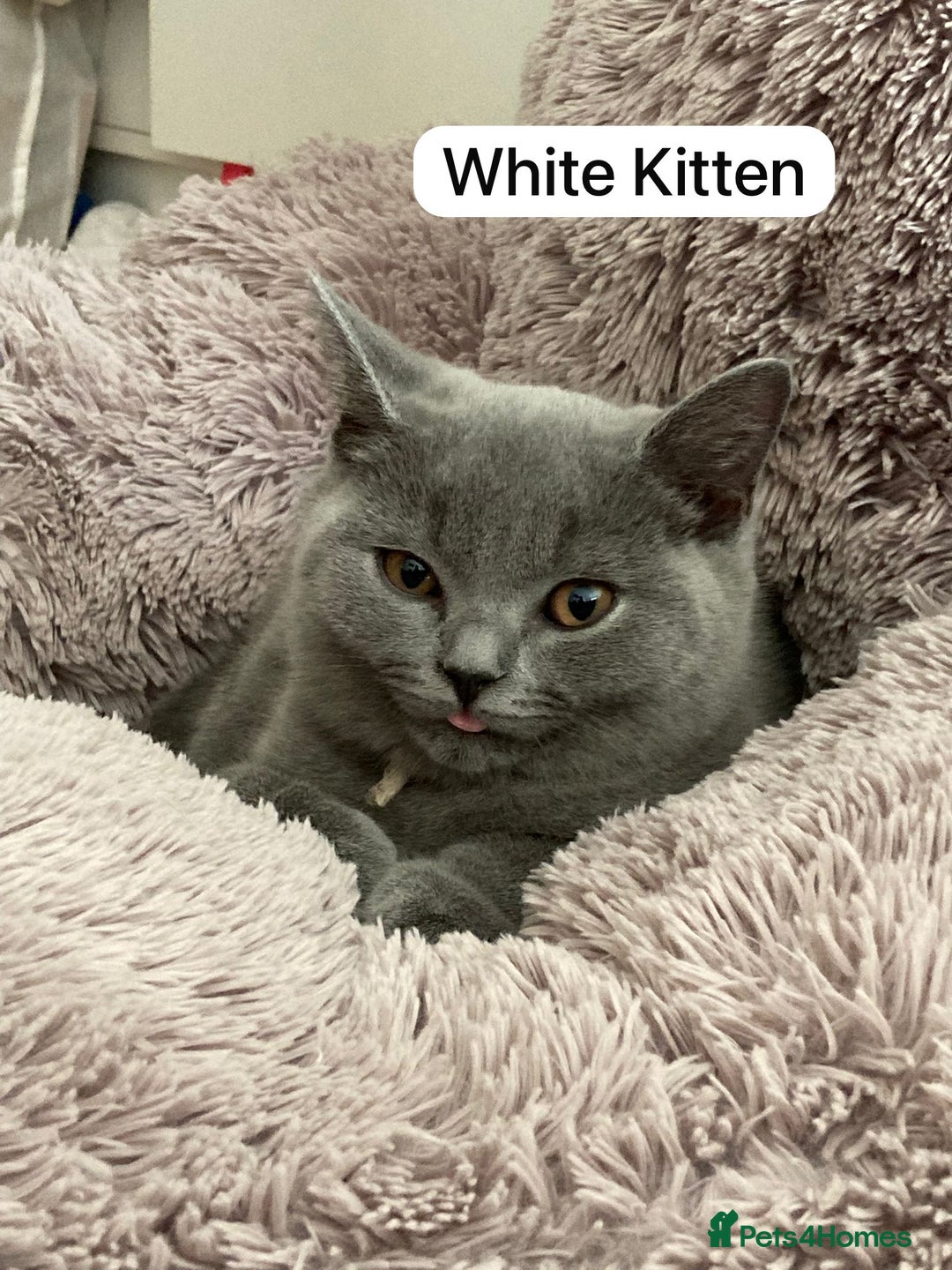 British Shorthair cats for sale: My 3 cute girls are ready to find new family💗  - Image 9