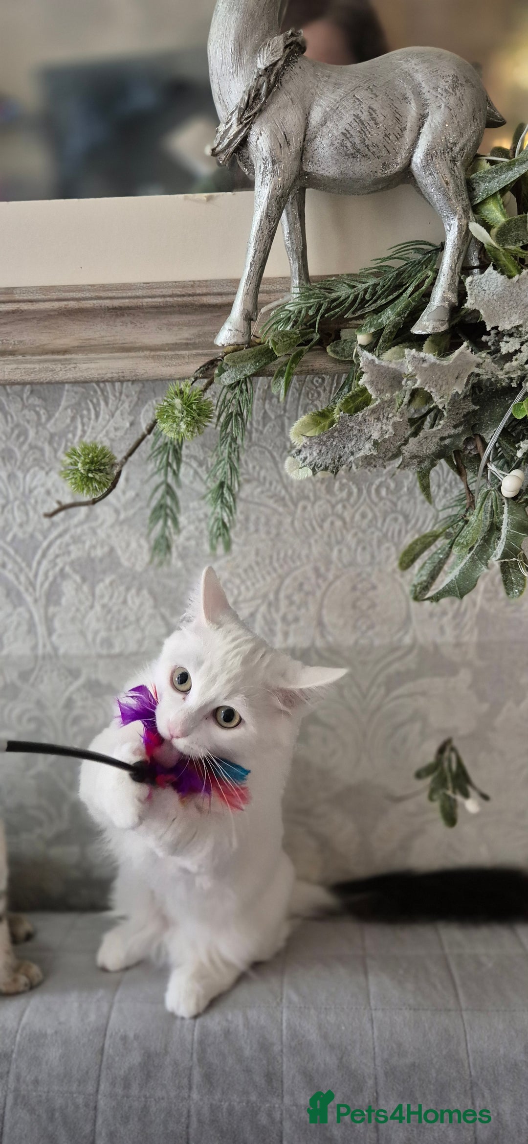 Munchkin cats for sale: Purebred TICA registered Munchkin kittens - Image 29