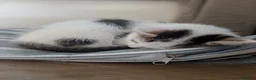 Mixed Breed cats for sale: Female kittens 9 weeks ready to leave  - Advert 7