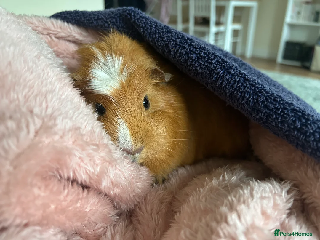 Guinea Pig rodents for sale: Bonded female guinea pigs  - Advert 2