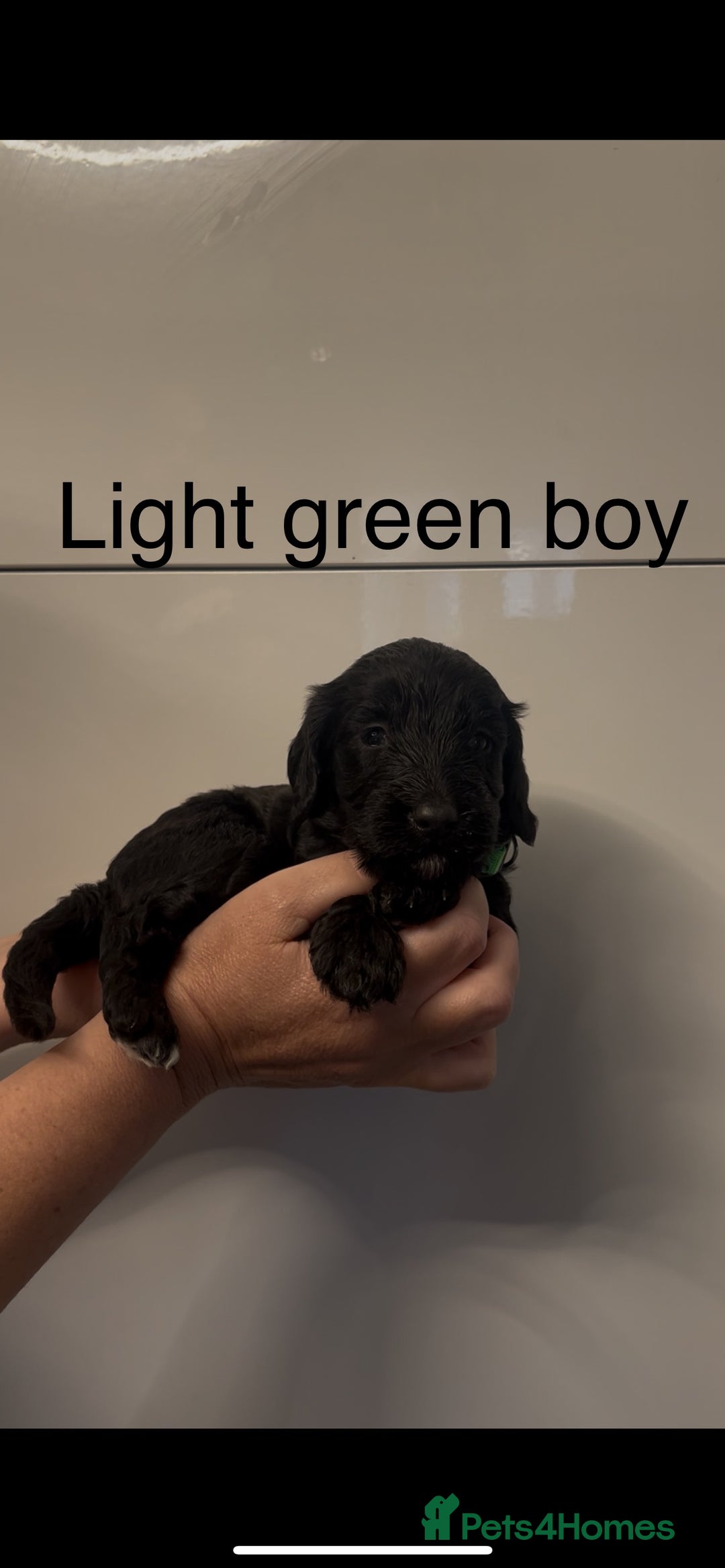Cockapoo dogs for sale: Cockapoo puppies - Image 22