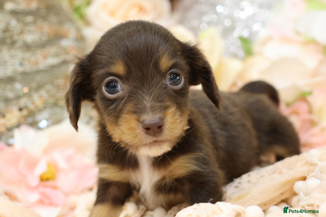 Miniature Dachshund dogs for sale: KC Longhair Miniature Dachshund Puppies - Advert 15