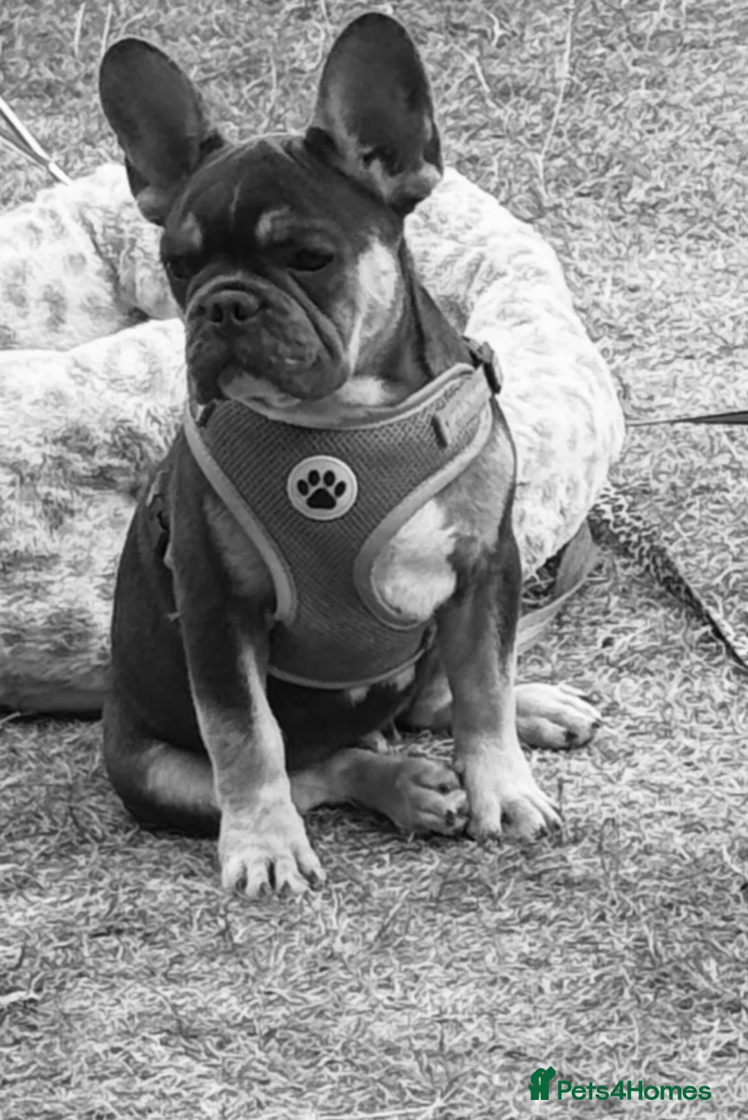 French Bulldog dogs for sale: Puppy  in Gosport - Advert 6