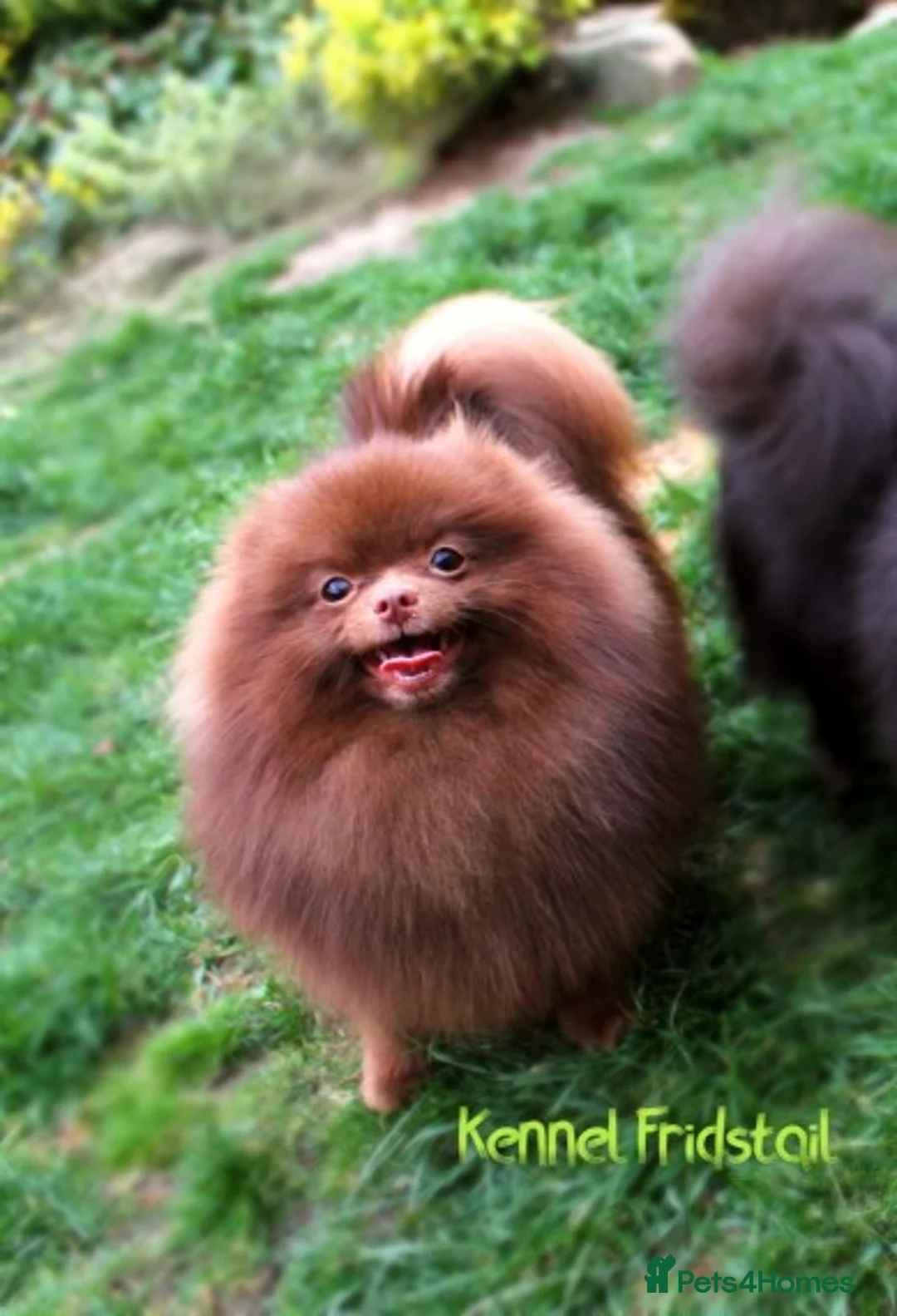 Pomeranian dogs for stud: 1.8kg Tiny Choco Carry Tan Blue Lilac DNA tested in Rotherham - Advert 14