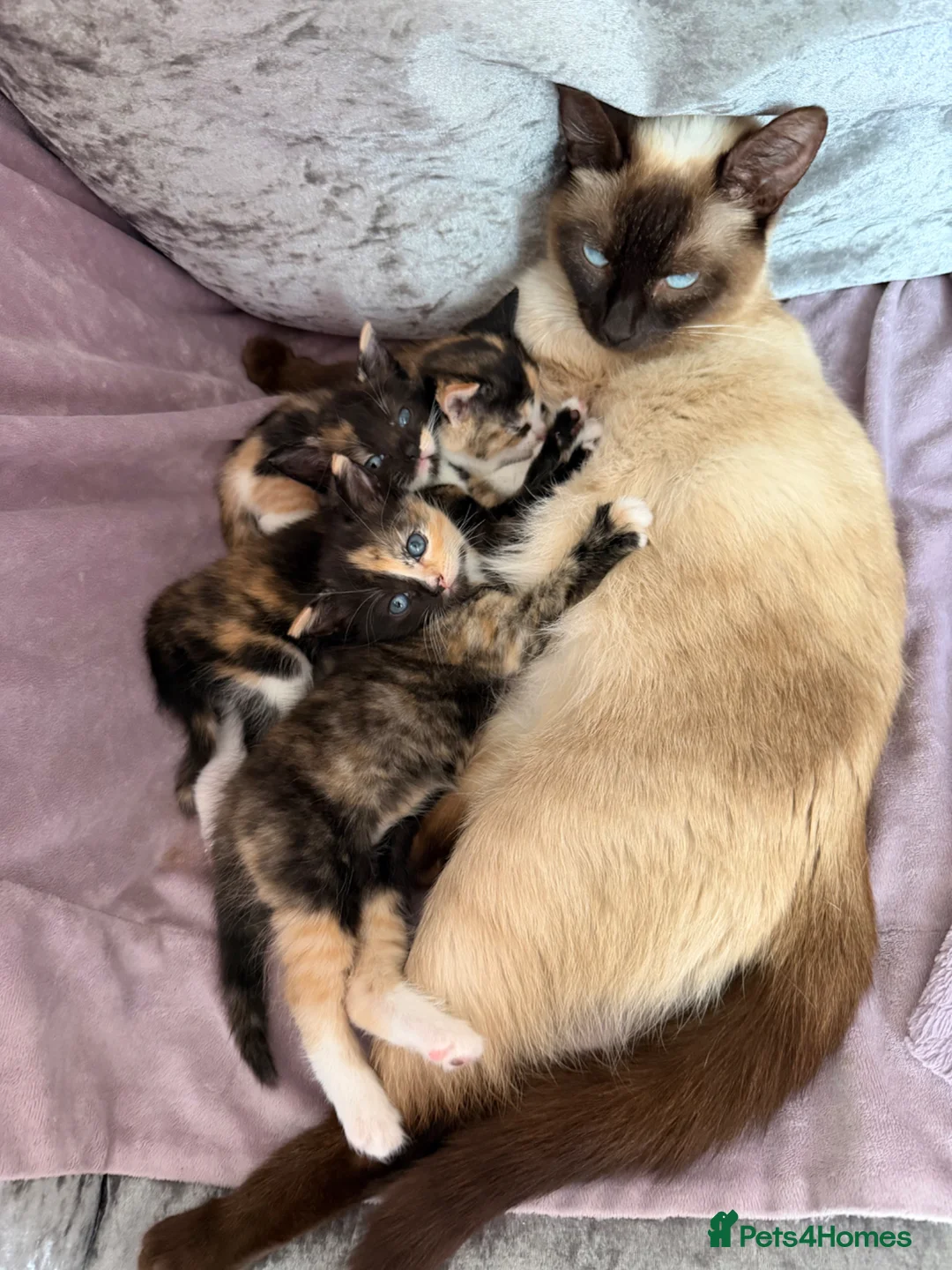 Mixed Breed cats for sale: Calico Beautiful-Mum Siamese Dad Ragdoll Bengal  - Advert 2