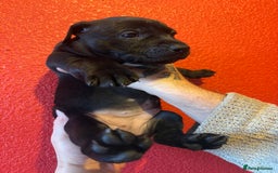Mixed Breed dogs for sale: Staffordshire cross puppies  - Image 14