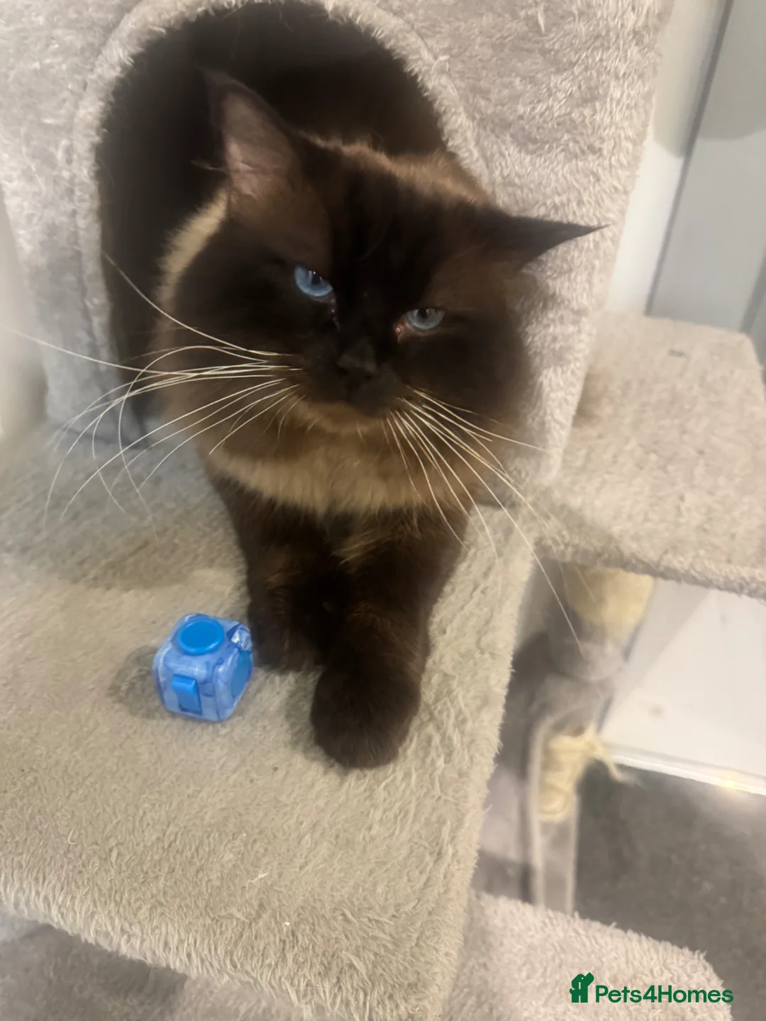 Ragdoll cats for sale: Stunning ragdoll male  - Advert 13