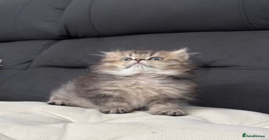 British Shorthair cats - Advert 4