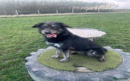 Mixed Breed dogs for adoption: ROSIE  - Advert 5