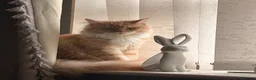 Maine Coon cats for sale: 🐾 Stunning TICA Registered Maine Coon Kittens  - Advert 3
