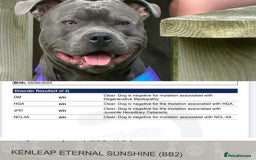 Staffordshire Bull Terrier dogs for sale: Blue Staffordshire bull terrier puppies  - Image 23