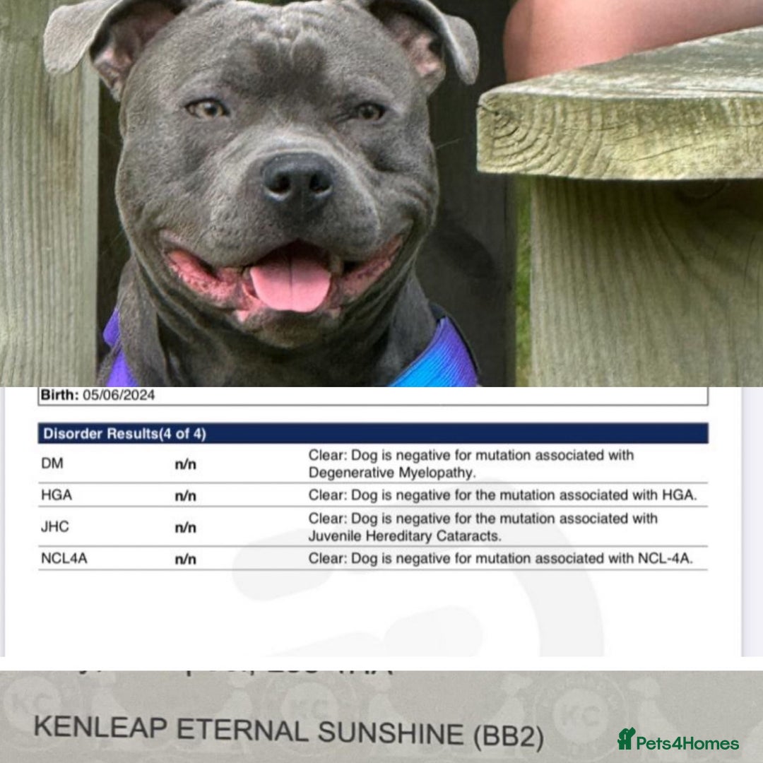 Staffordshire Bull Terrier dogs for sale: Blue Staffordshire bull terrier puppies  - Image 23