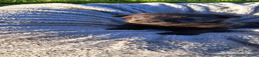 German Shepherd Puppy 6