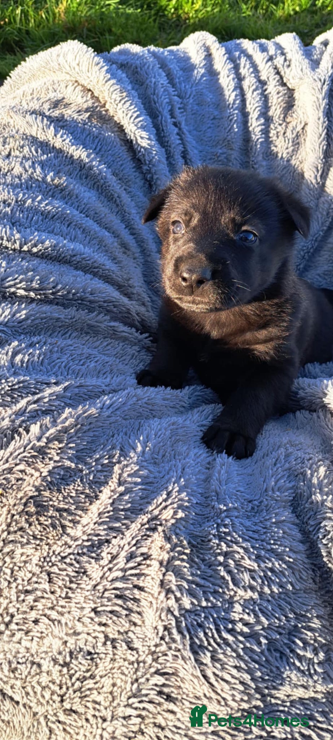 German Shepherd dogs for sale: German Shepherd poppers - Image 24