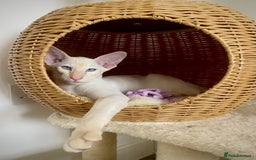 Oriental cats for sale: Oriental and Siamese kittens GCCF reg - Image 27