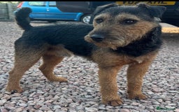 Lakeland Terrier dogs for sale: 1 male terrier  - Image 6