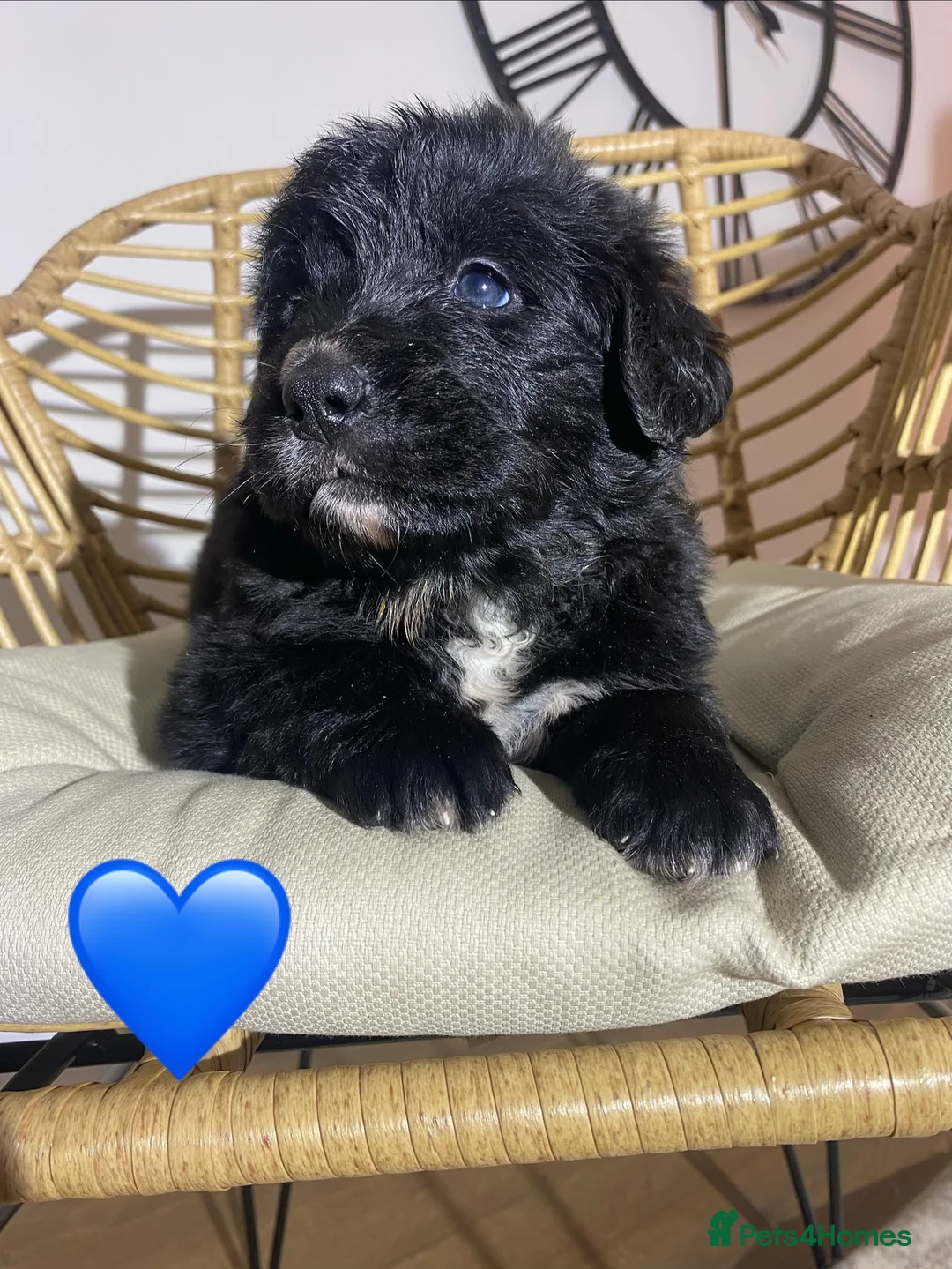 Mixed Breed dogs for sale: Golden Bernese Puppies 🖤🤍🤎 - Advert 40