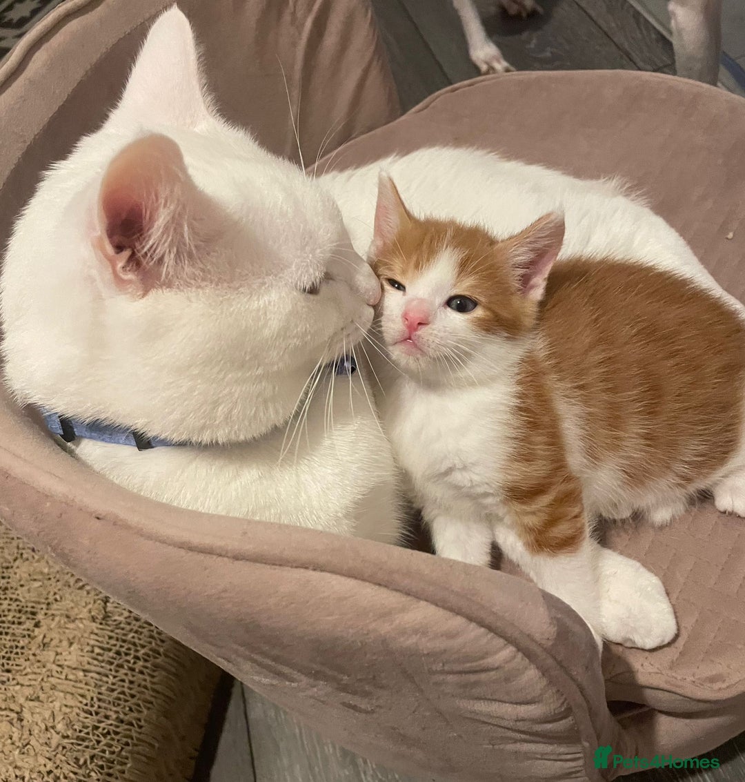 Mixed Breed cats for sale: Sweet Little Kittens Ready Soon - Advert 10