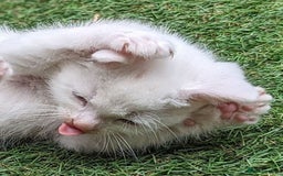Mixed Breed cats for sale: Premium kittens for sale - Image 2