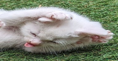 Mixed Breed cats - Advert 11