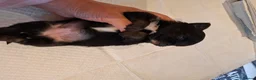 Chihuahua dogs for sale: Little puppy - Advert 4