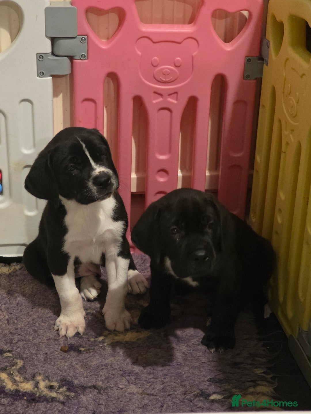 Mixed Breed dogs for sale: Beautiful saint dane puppies - Advert 2