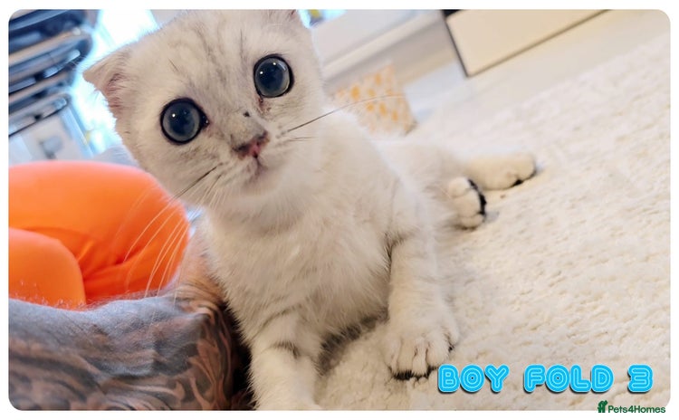 Scottish Fold cats - Advert 5