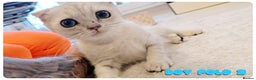 Scottish Fold cats for sale: Scottish fold - Advert 3