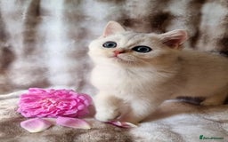 British Shorthair cats for sale: GOLDEN & SILVER BRITISH SHORTHAIR KITTENS TICA - Image 6