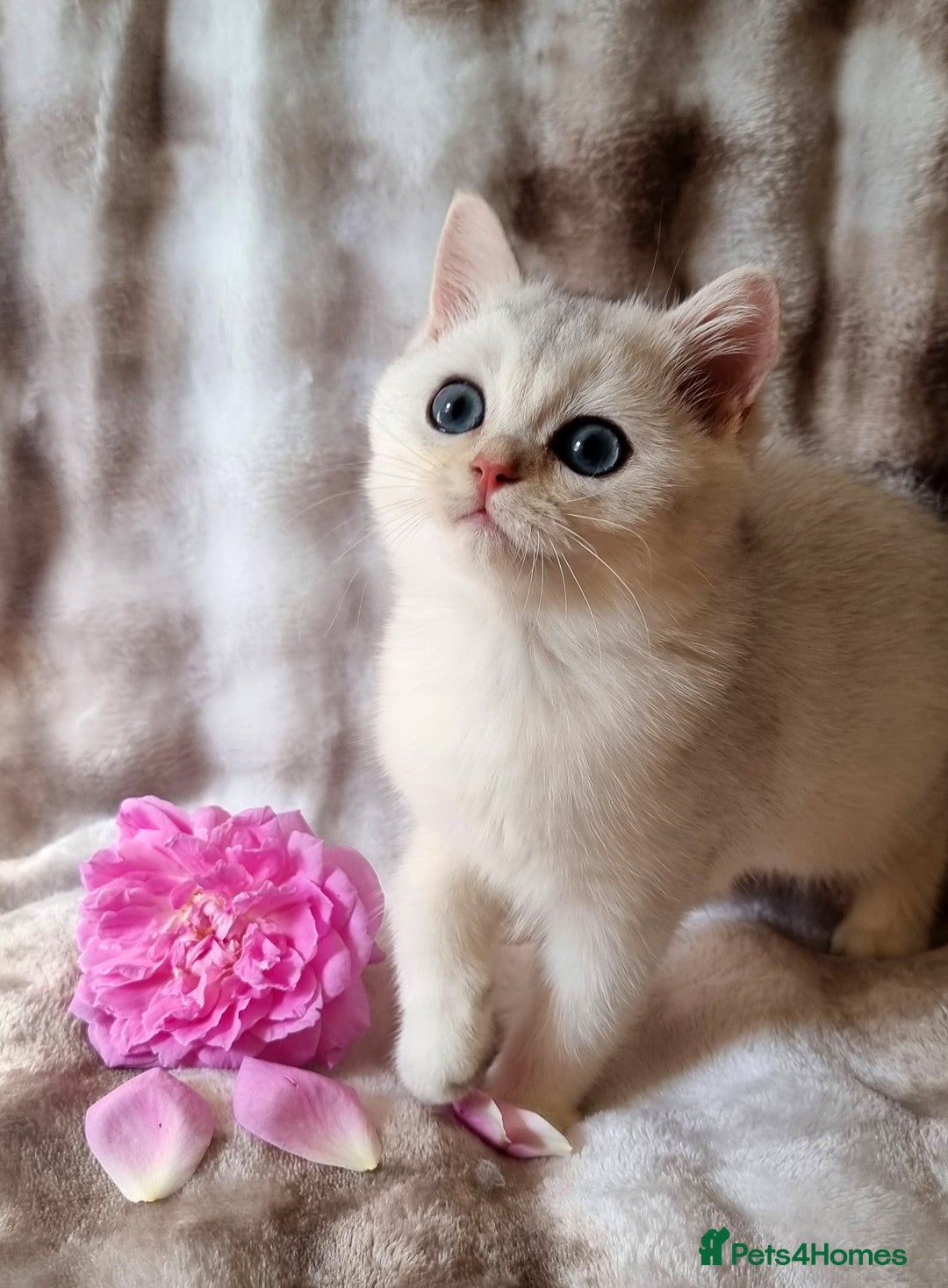 British Shorthair cats for sale: GOLDEN & SILVER BRITISH SHORTHAIR KITTENS TICA - Image 6