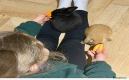 Mini Lop rabbits for sale: 2 amazing mini-lop baby brothers (10 weeks)  - Advert 11