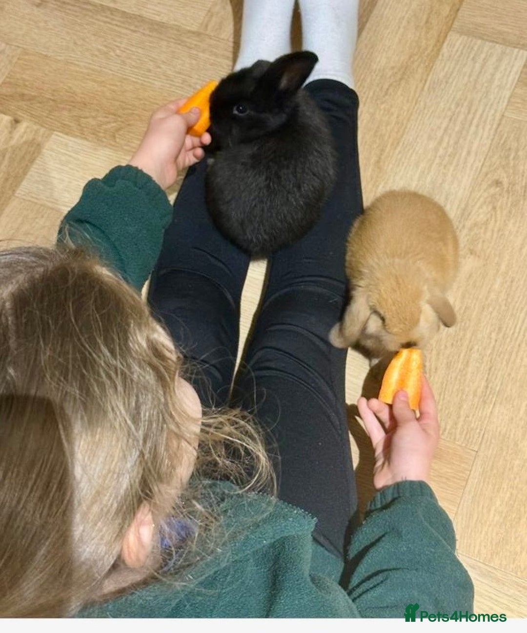 Mini Lop rabbits for sale: 2 amazing mini-lop baby brothers (10 weeks)  - Advert 11