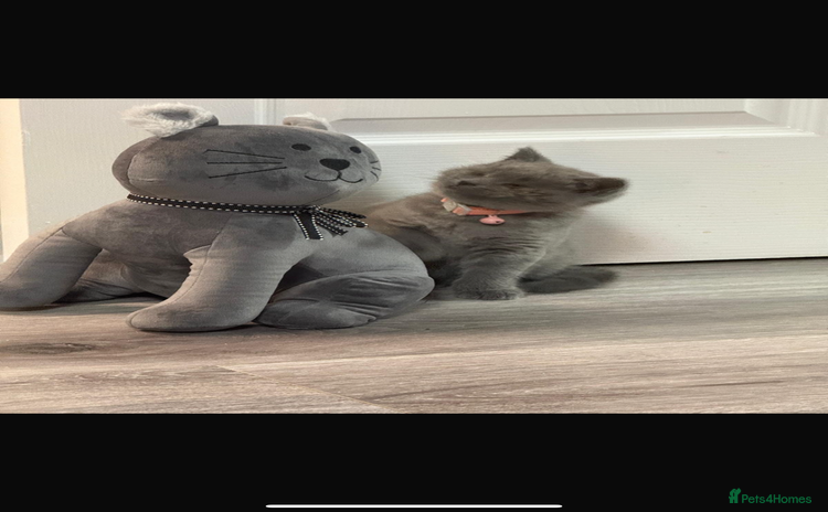British Shorthair cats - Advert 1