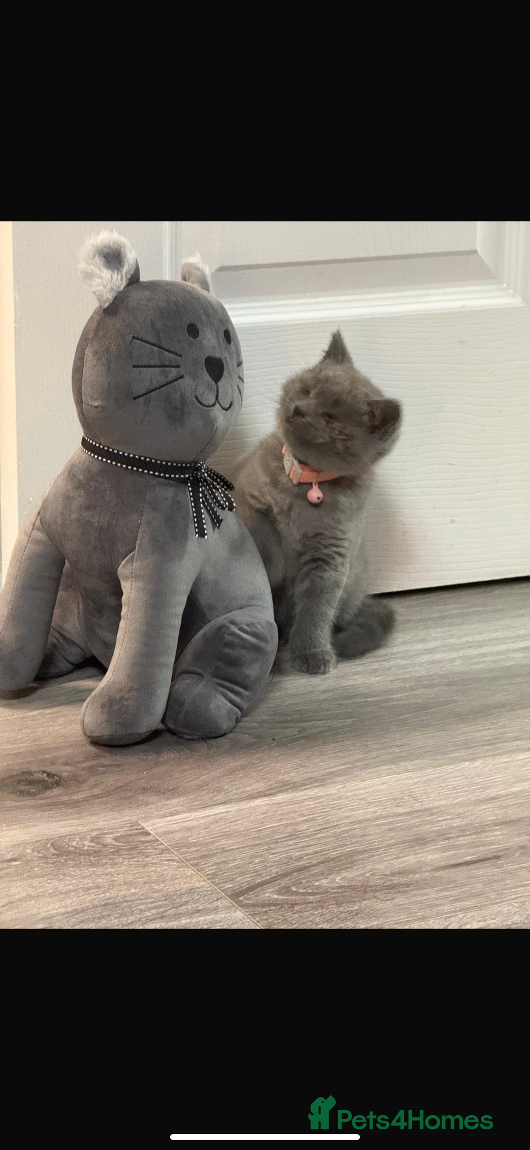 British Shorthair cats for sale: Female British shorthair kittens  - Image 1