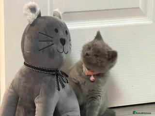 British Shorthair cats - Advert 1
