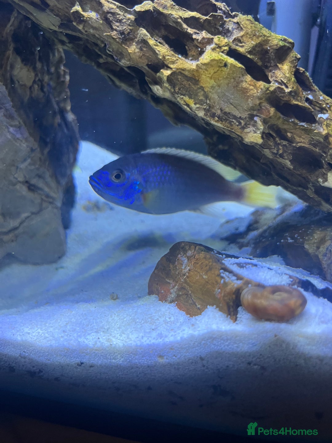 Cichlids fish for sale: Malavi cichlid  - Advert 2