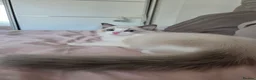 Ragdoll cats for sale: Ragdoll kittens are looking for forever home  - Advert 4