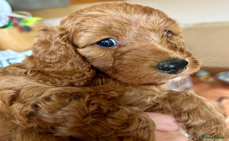 Cockapoo dogs - Advert 11