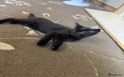 American Shorthair cats for sale: 2 BLACK FEMALE KITTENS FOR SALE - Image 6