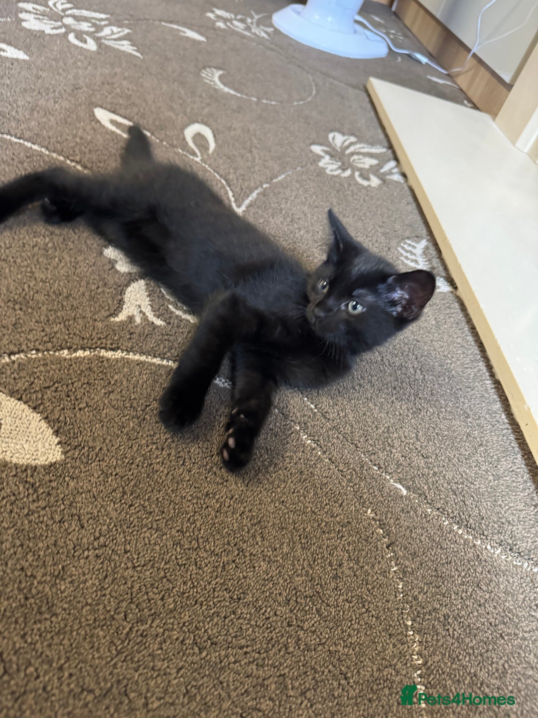 American Shorthair cats for sale: 2 BLACK FEMALE KITTENS FOR SALE - Image 6