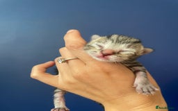 Mixed Breed cats for sale: Mixed breed ragdoll & tabby kittens - Image 5