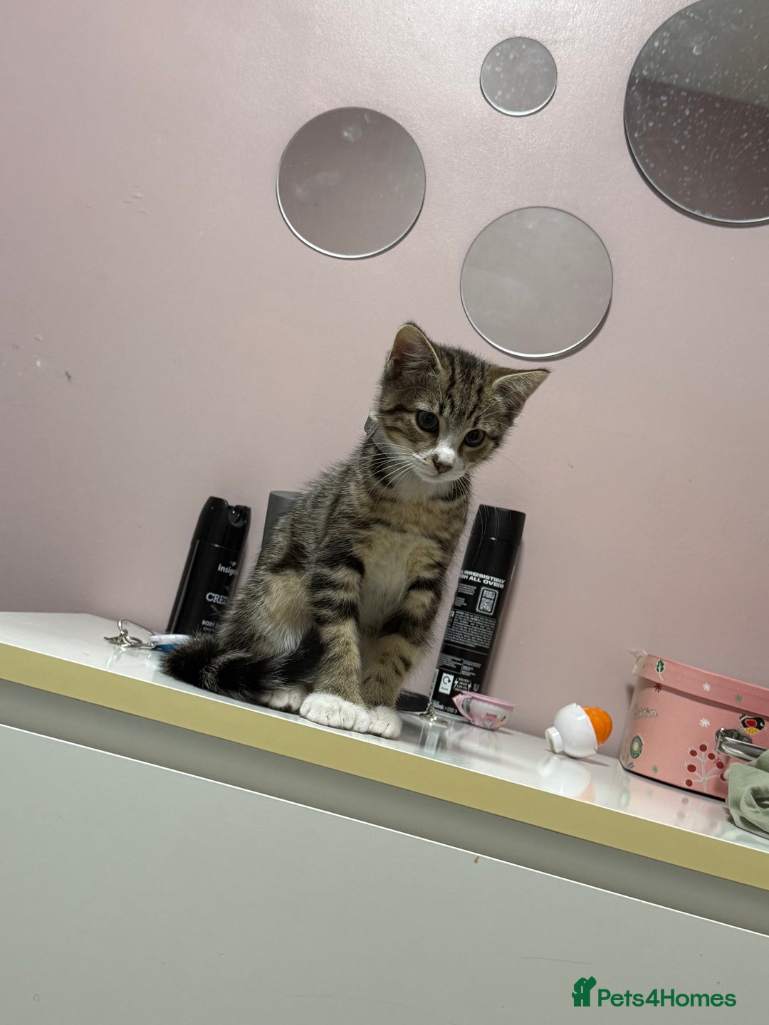 Bengal cats for sale: Puds the bengal kitten - Advert 2