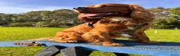 Cocker Spaniel dogs for stud: Cocker spaniel for stud duties  - Advert 5