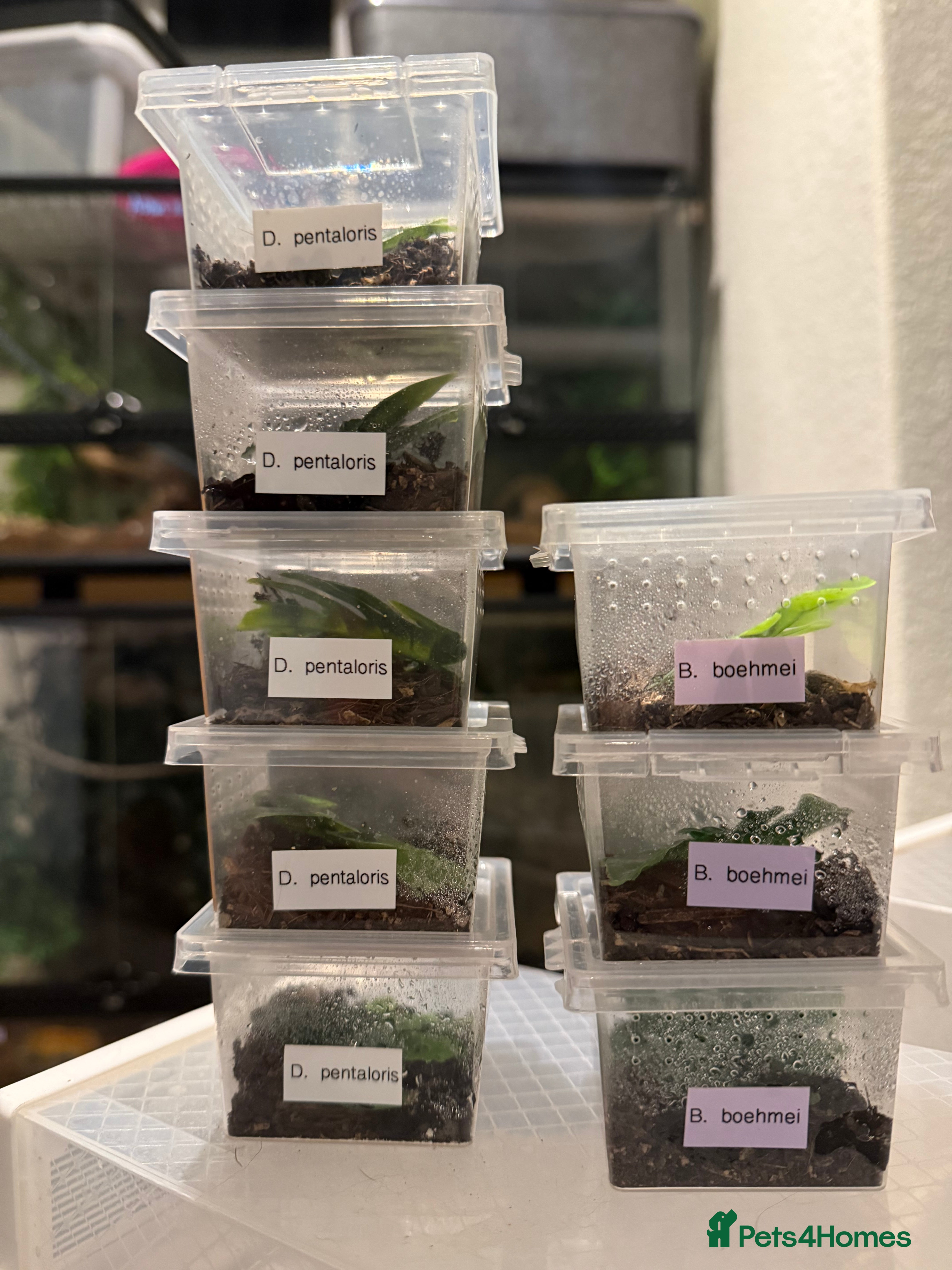 Tarantulas invertebrates Tarantula Spiderlings with starter home - Advert 1