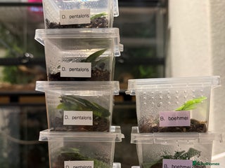 Tarantulas invertebrates Tarantula Spiderlings with starter home - Advert 4