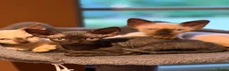Devon Rex cats for sale: Two mischievous Devon Rex boys  - Advert 4