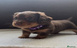 Miniature Dachshund dogs for sale: Long Haired Miniature Dachshunds - Image 4