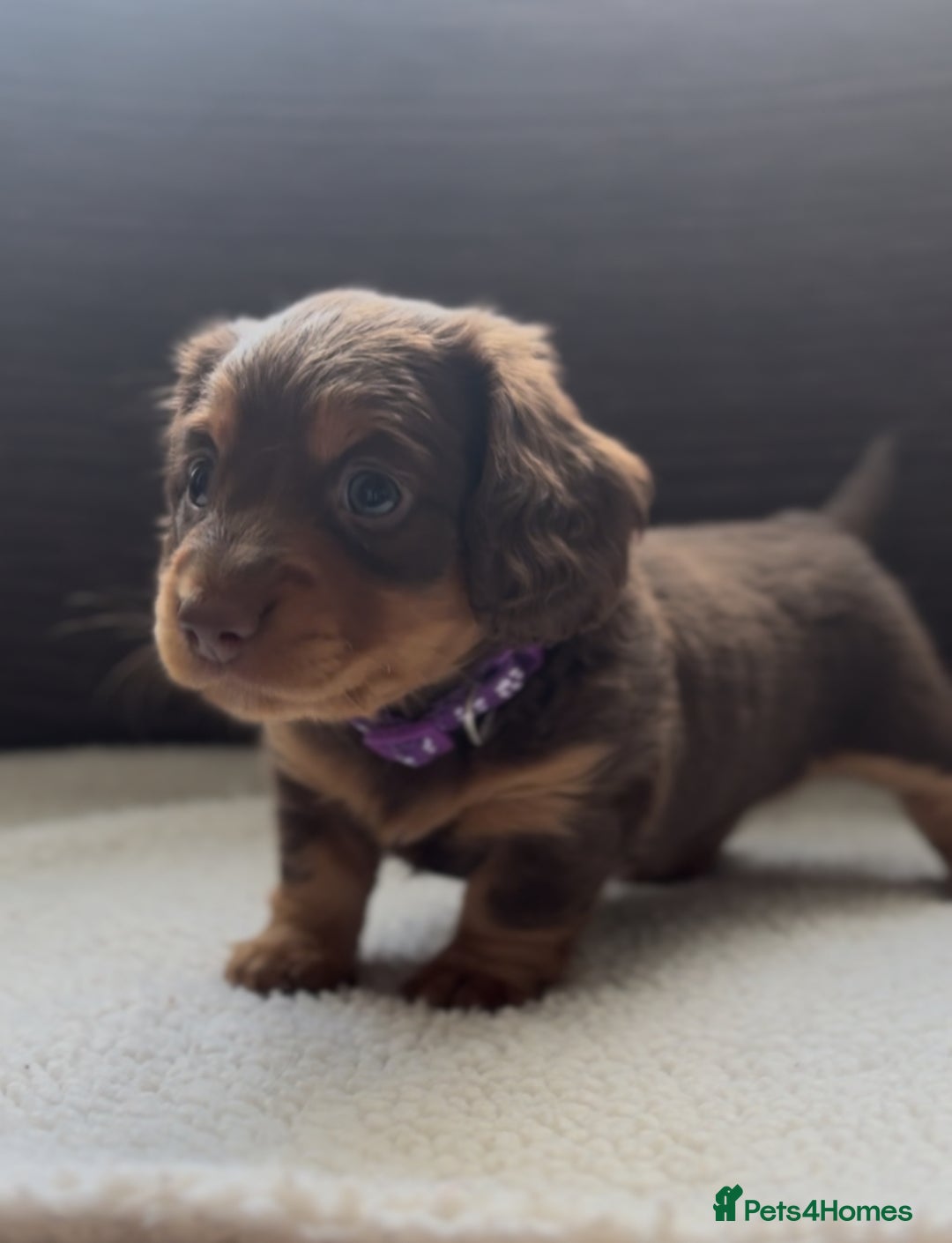 Miniature Dachshund dogs for sale: Long Haired Miniature Dachshunds - Image 4