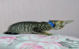 Mixed Breed cats for sale: Stunning kittens - Image 14