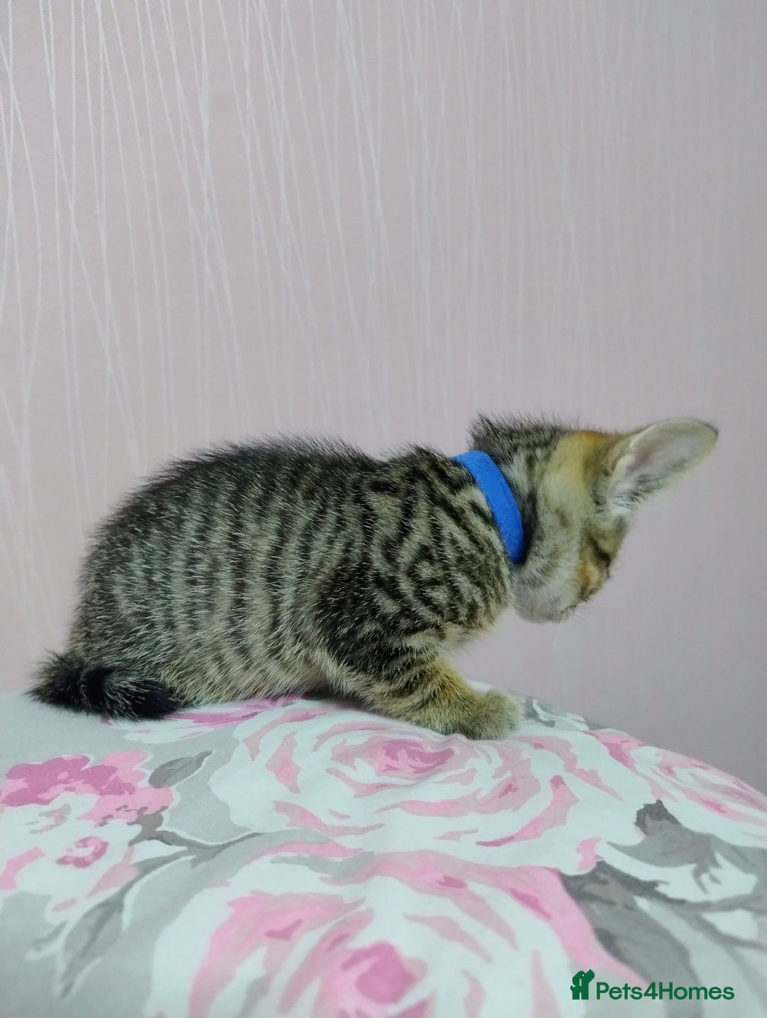 Mixed Breed cats for sale: Stunning kittens - Image 14